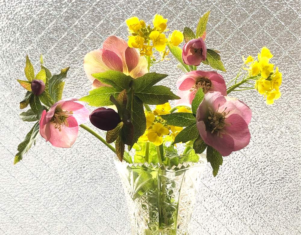 クリスマスローズローズの投稿画像 By 熊だよー さん 菜の花と 早春に咲いた花 フォトコンテストと生け花と花のある暮らし 19月3月18日 Greensnap グリーンスナップ