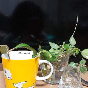 水耕栽培のホヤの投稿画像一覧 Greensnap グリーンスナップ