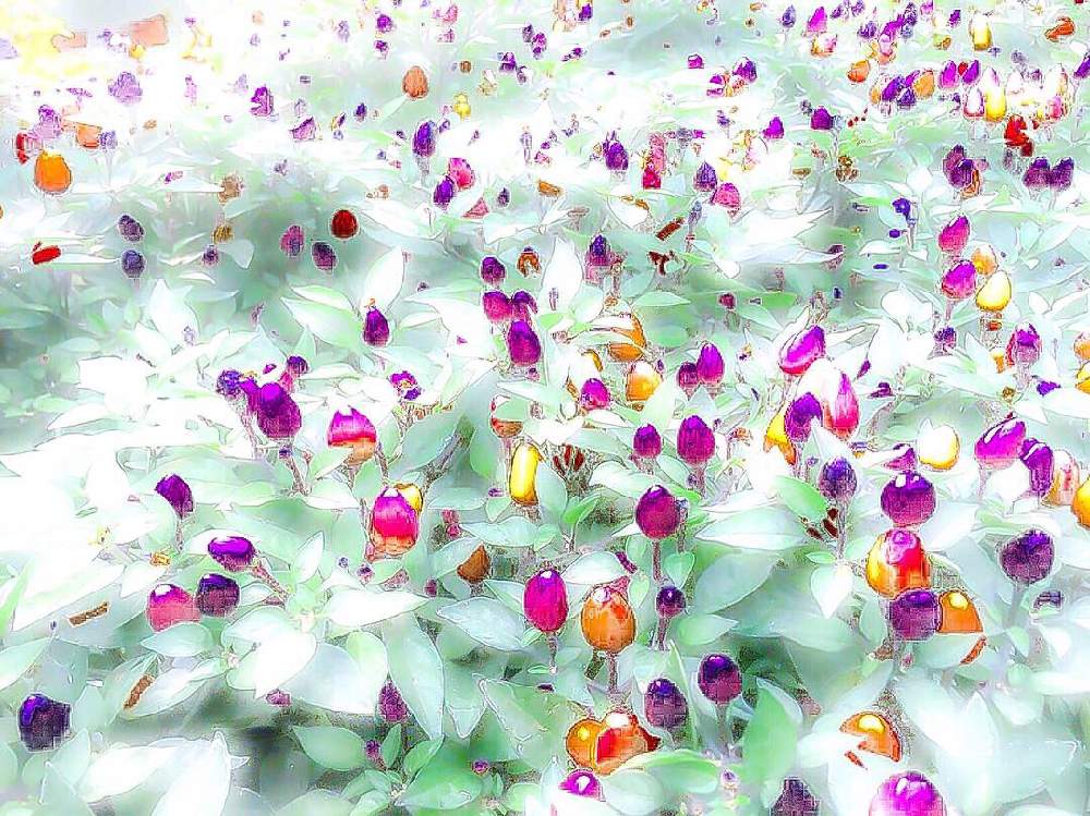 スマホ撮影の投稿画像 By Kimikimiさん 壁紙とイメージ加工と美花と綺麗なミドリと創作 19月3月18日 Greensnap グリーンスナップ