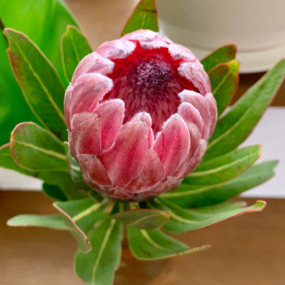 プロテアビーナスの投稿画像 By あじさいさん 美しいと迫力ある花とネイティブフラワーと切り花と部屋とピンク色とプロテア ビーナスと美しいと迫力ある花とネイティブフラワーと切り花とピンク色 19月3月18日 Greensnap グリーンスナップ Greensnap