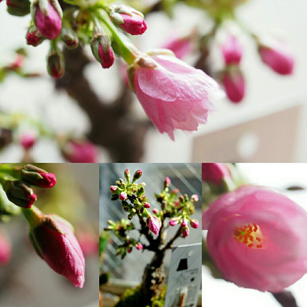 アサヒヤマサクラの投稿画像 By にゃーさん 苔玉 旭山桜と花のある暮らしと癒しのひと時と苔玉 19月3月19日 Greensnap グリーンスナップ