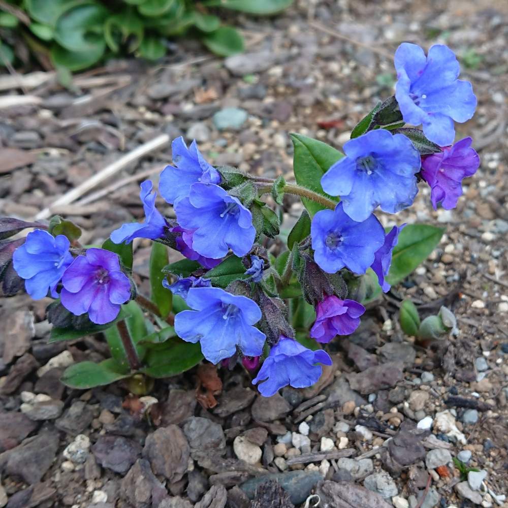 プルモナリアの投稿画像 By Hideさん 青い花と多年草と今朝の一枚とガーデニングと花のある暮らしと咲いた 19月3月19日 Greensnap グリーンスナップ