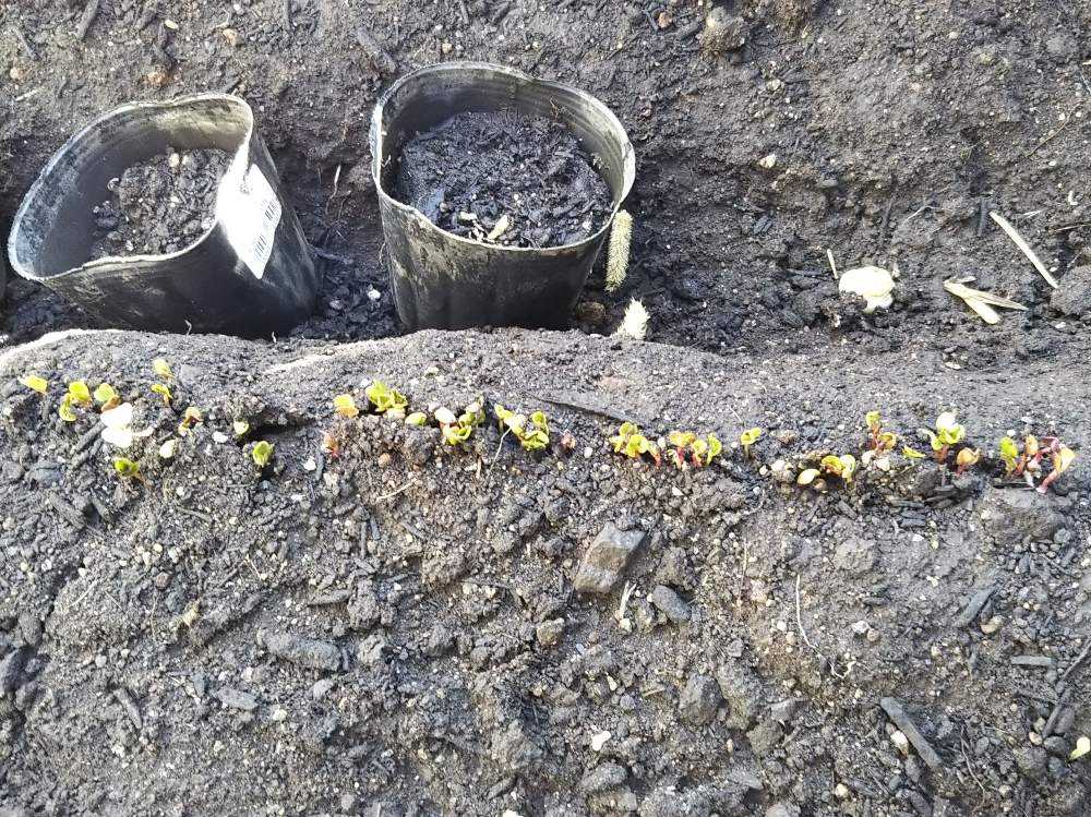 寒い日が続く中二十日大根の目が出ました Greensnap グリーンスナップ