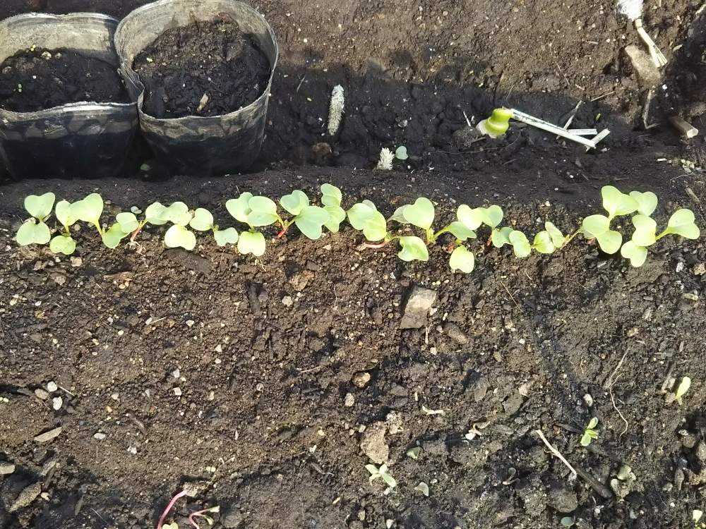 寒い日が続く中二十日大根の目が出ました Greensnap グリーンスナップ