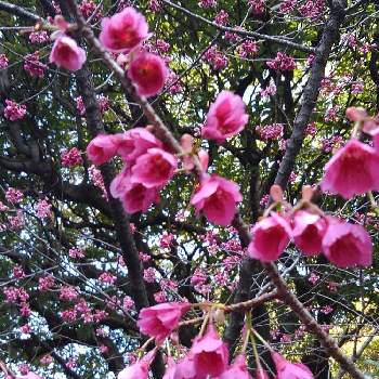 春の嵐の画像 by 雀さん | お出かけ先と椿寒桜。と花のある暮らしと春の嵐とボランティア公園
