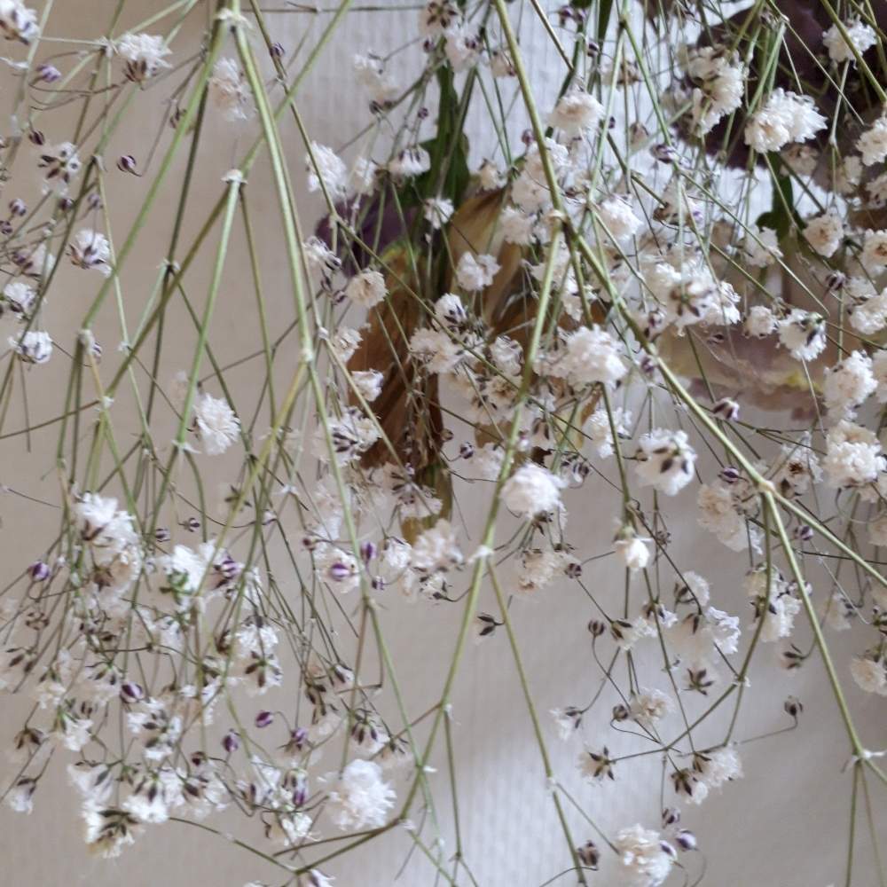 カスミソウの投稿画像 By 月華美神さん かすみ草と魅力的 と花と緑のある暮らしとリラックス と 早春に咲いた花 フォトコンテストと今日のお花と花言葉と 花のある暮らしと白い花と癒し と可愛い 2019月3月19日 Greensnap グリーンスナップ