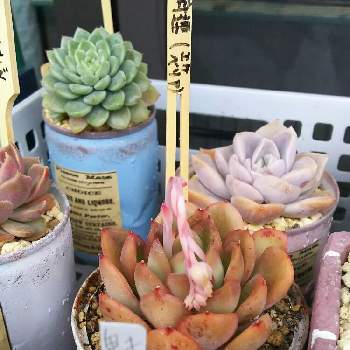 花の相府連 はなのそうふれん 多肉 植物 エケベリア Www Aerotown Com Br