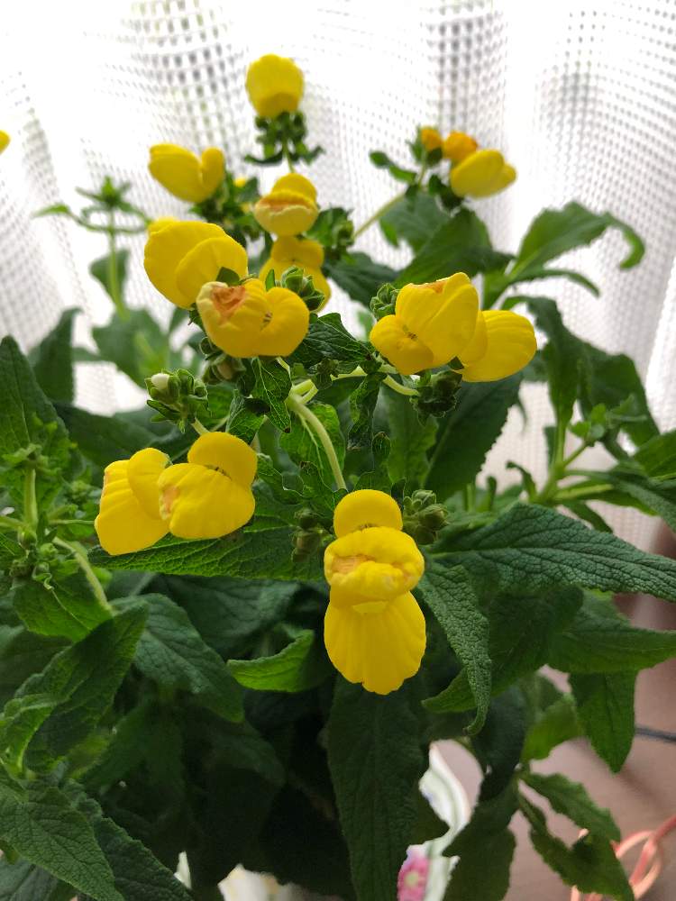 カルセオラリア キンチャクソウ 巾着草 の投稿画像 By Mariさん 部屋 19月3月19日 Greensnap グリーンスナップ Greensnap グリーンスナップ