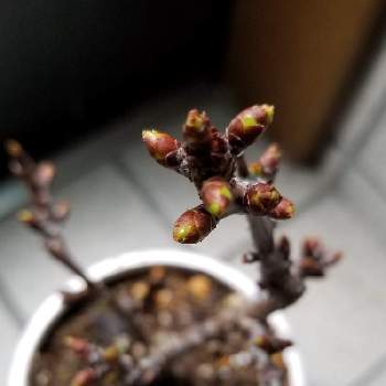 桜の苗木の投稿画像一覧 Greensnap グリーンスナップ