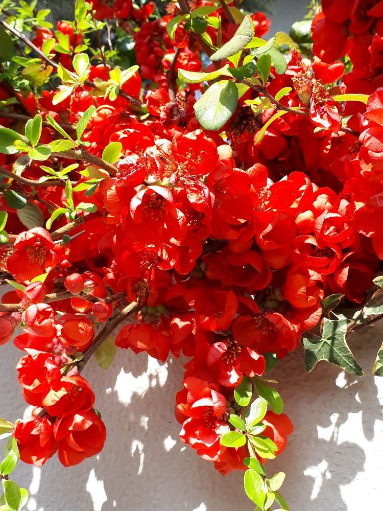 ボケの投稿画像 By Flower Skyさん 花木と春の花 と春の花木と赤い花と花のある暮らしとウォーキング途中に 19月3月19日 Greensnap グリーンスナップ