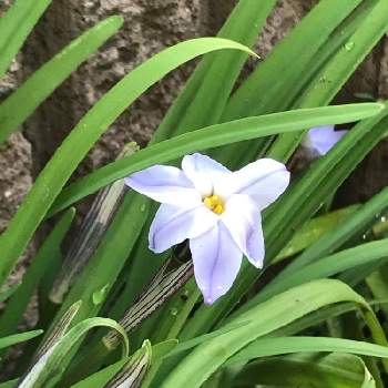 シンプルな花の投稿画像一覧 Greensnap グリーンスナップ