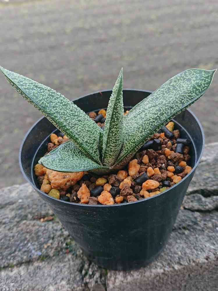 Gasteriaは何種類？ 19世紀篇 : ユーフォルビア・オベサ・ドットコム