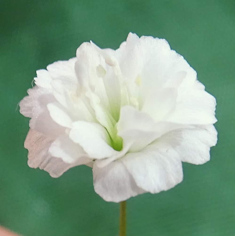 カスミソウの投稿画像 By Himeuzuさん 花束には必須と植中毒と美しいと今日の花と白の花と可愛いと小さい花と花のある暮らしと白い花とかわいいな とナデシコ科と宿根かすみ草と今日のお花 19月3月19日 Greensnap グリーンスナップ