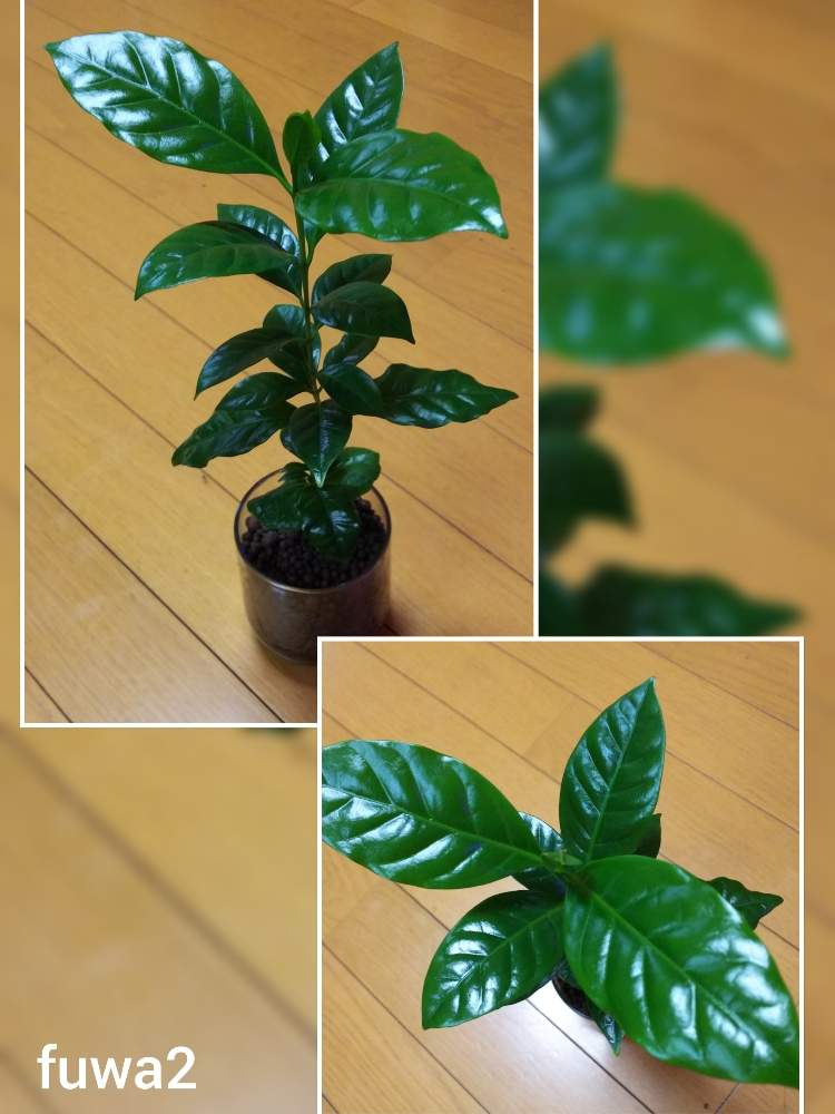コーヒーの木の投稿画像 By Fuwa2mさん 観葉植物と コーヒーの木とハイドロカルチャーと水耕栽培と植物育成ledライトとコーヒーと室内育成 19月3月19日 Greensnap グリーンスナップ