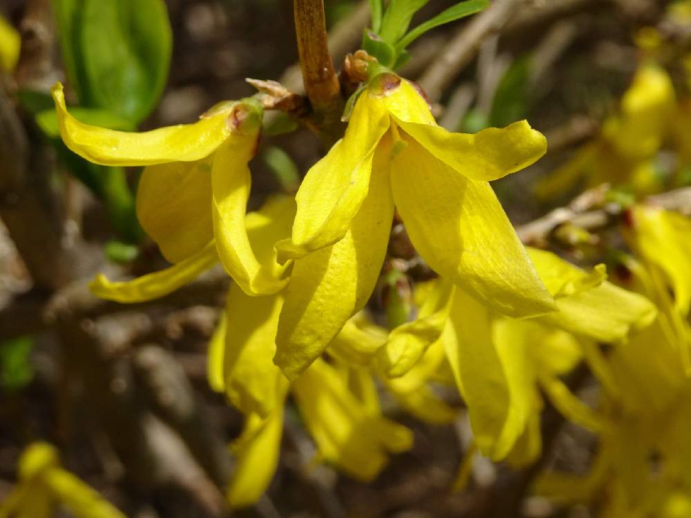 レンギョウの投稿画像 By Trekkさん 春のお花と山野草と落葉低木とモクセイ科と三浦半島付近と連翹とお出かけ先と3月の花と春のお花と山野草と落葉低木 とモクセイ科と三浦半島付近と3月の花 19月3月19日 Greensnap グリーンスナップ Greensnap グリーン