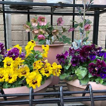 野原園芸の投稿画像一覧 Greensnap グリーンスナップ