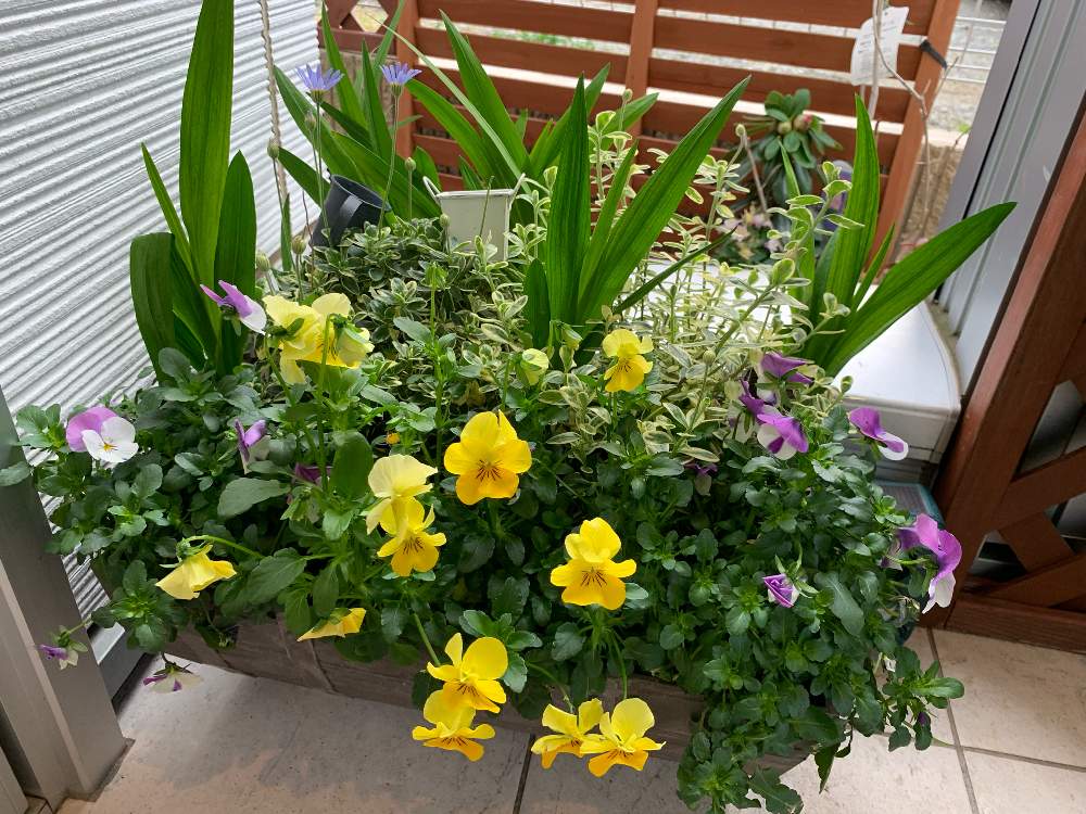 2019年3月の投稿画像 By ポンポンさん 寄せ植えと半日陰と 早春に咲いた花 フォトコンテストと花のある暮らし 2019月3月 20日 Greensnap グリーンスナップ