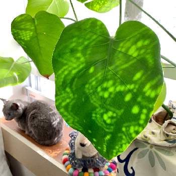 猫と葉っぱの投稿画像一覧 Greensnap グリーンスナップ