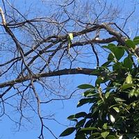ケヤキ,樹木,青空,景色,野鳥のいる景色の画像