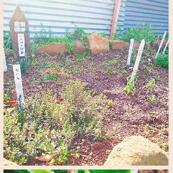 植物 ネームプレート 手作り