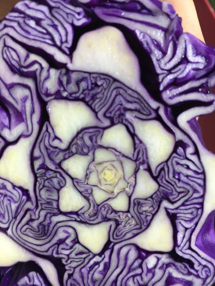 紫キャベツの投稿画像 By Takaさん キャベツと自家製野菜と芸術的 19月3月日 Greensnap グリーンスナップ