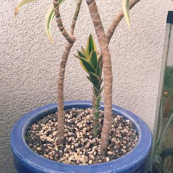 ソングオブインディアの投稿画像一覧 Greensnap グリーンスナップ