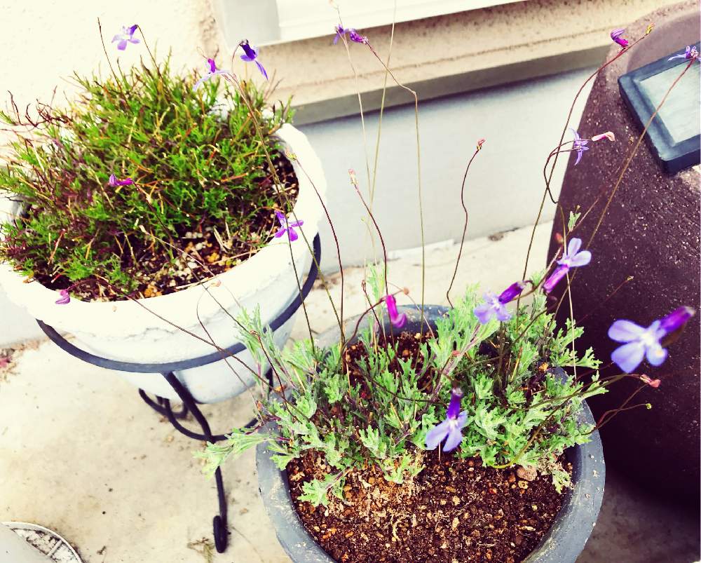 ロベリア プリンセスブルーの投稿画像 By りりさん ロベリアパルシオンブルーとロベリア プリンセスブルーと春が来た と綺麗とロベリアパラシオンブルーとガーデニングと花のある暮らしと庭植えと花が好きとやっぱり花が好き 19月3月21日 Greensnap