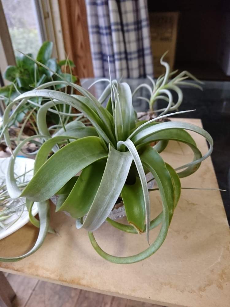 コメリパワー館山店の投稿画像 By あっちゃんさん Binoweeと19春と珍奇植物 と黄昏の一時と花のある暮らしとエアプランツとバツイチおじさんと部屋とコメリパワー館山店とbinoweeと19春と珍奇植物と黄昏の一時と花のある暮らしとエアプランツとバツイチおじさん 19