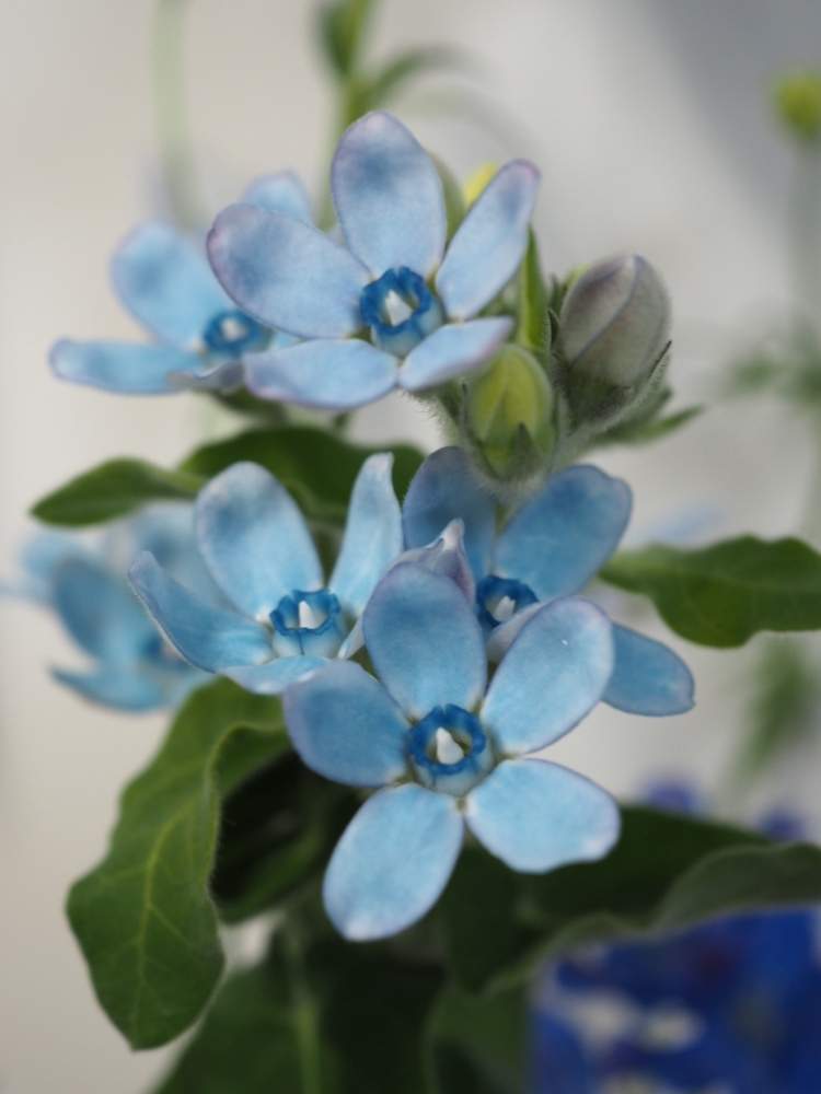 ブルースターの投稿画像 By Shizukさん 青い花と花のある暮らしと生協の切り花 19月3月21日 Greensnap グリーンスナップ
