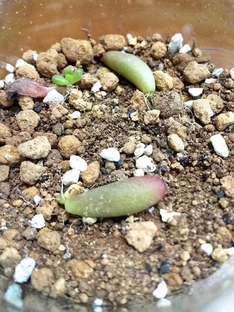 虹の玉 葉挿しの成長｜🍀GreenSnap（グリーンスナップ）