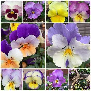 ビオラ ピンクレモンリップの投稿画像一覧 Greensnap グリーンスナップ