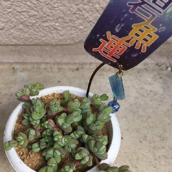 プラ板の投稿画像一覧 Greensnap グリーンスナップ