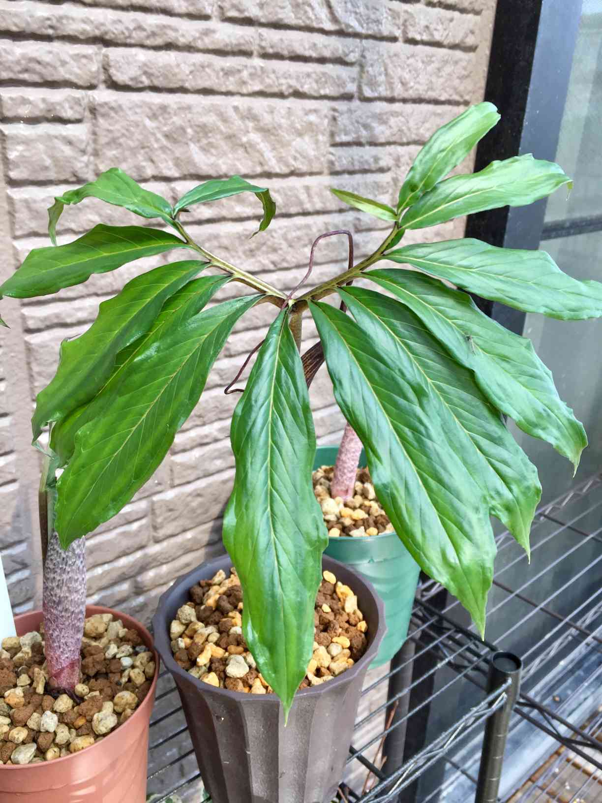 クボタテンナンショウ 球根 テンナンショウ(天南星)の生長｜🍀GreenSnap（グリーンスナップ）