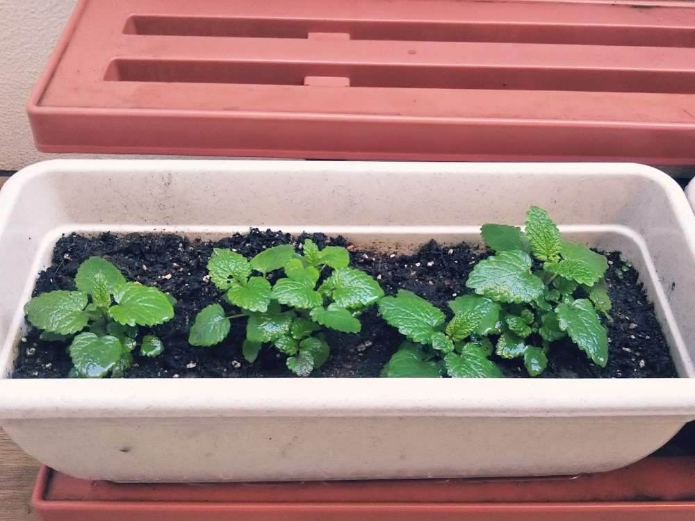 レモンバームの投稿画像 By クロノスケさん テラスと初心者と虫除けハーブと初心者と虫除けハーブ 19月3月22日 Greensnap グリーンスナップ Greensnap グリーンスナップ レモンバームの投稿画像 By クロノスケさん テラスと初心者と虫除けハーブと初心者と虫除けハーブ 19月3月22日 Greensnap グリーンスナップ Greensnap グリーンスナップ