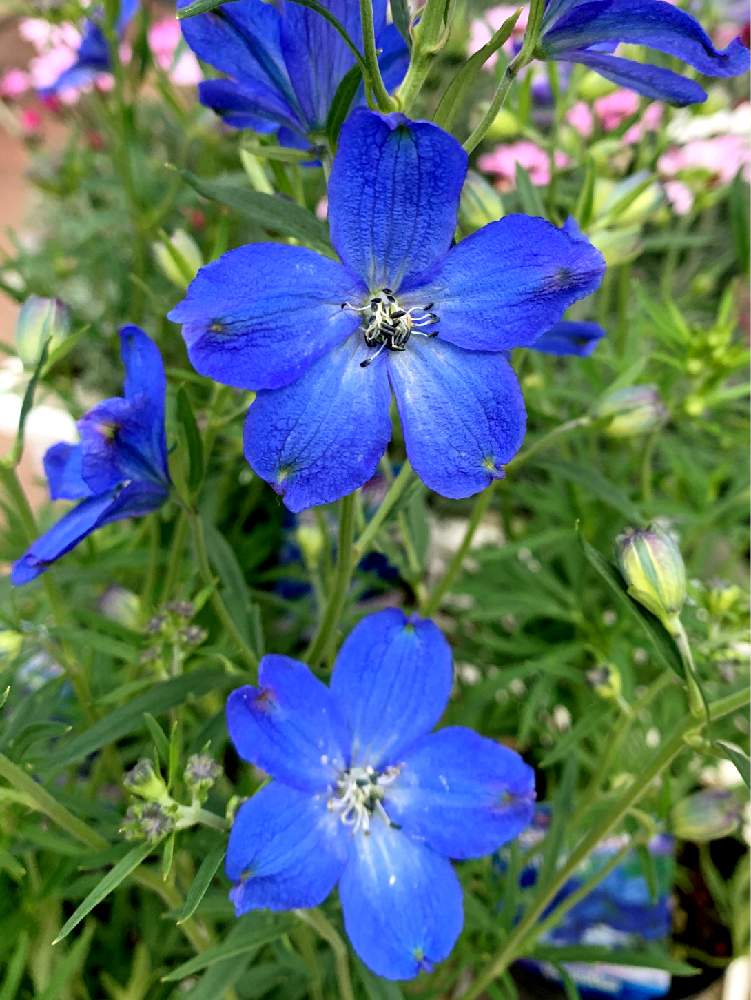 デルフィニウム ミントブルーの投稿画像 By コキリさんちの庭 さん 春が来たと青い花と花のある暮らしと青い花マニアとデルフィニウム青 19月3月22日 Greensnap グリーンスナップ