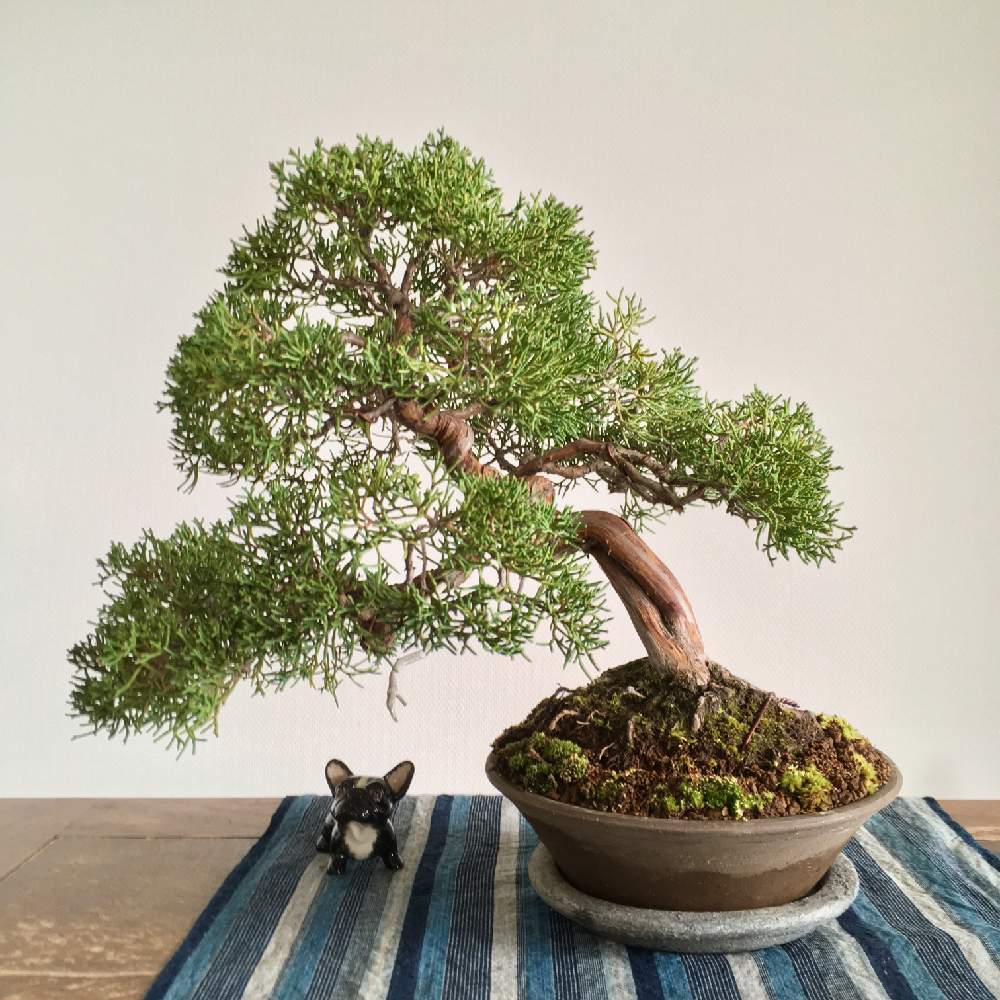 真柏の投稿画像 By Amelieさん 和の趣と斜幹と植え替えと和の心とミニ盆栽と鉢植えと小品盆栽と剪定後と盆栽とbonsai 19月3月22日 Greensnap グリーンスナップ