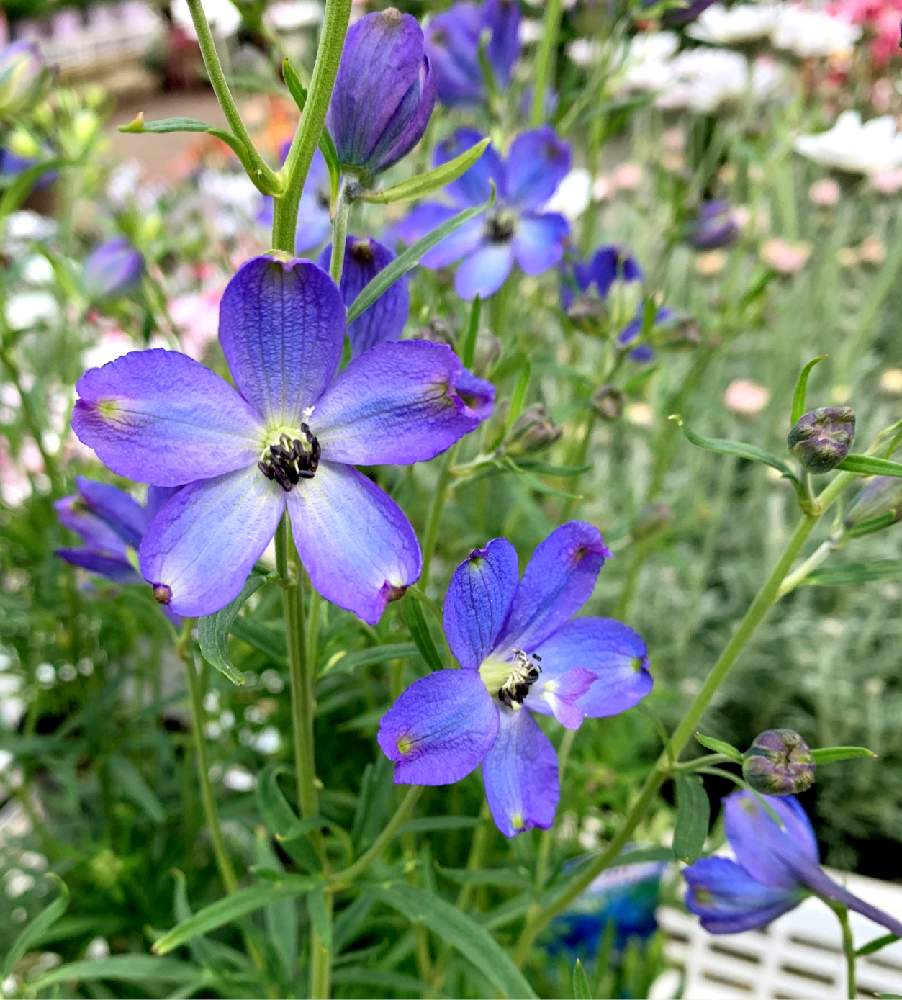 デルフィニウムミルキーミントブルーの投稿画像 By コキリさんちの庭 さん 花のある暮らしと青い花とデルフィニウム青と青い花マニア 19月3月22日 Greensnap グリーンスナップ