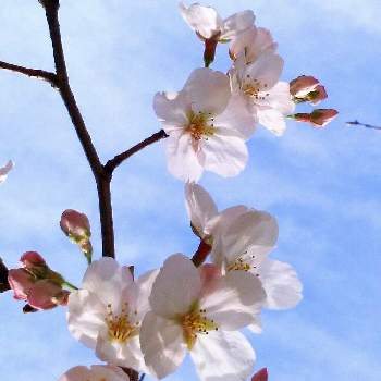 GSの画像 by あおばさくらこさん | お出かけ先と咲いてたと開花と春爛漫とGSとピンクの花と東京と可愛い花とうす桃色と綺麗なお花と花を楽しむと花見と早春の花と桜便りと植物観察とお花とお散歩と日本の花
