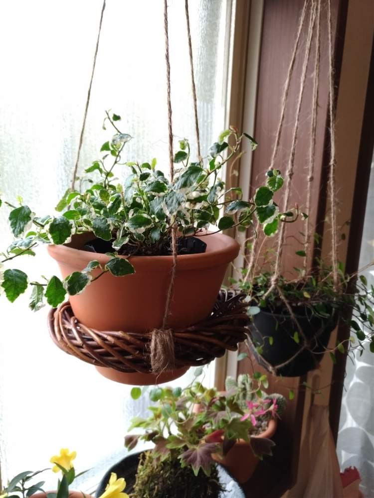 これもハンキング の投稿画像 By ナルトさん ハンキングとプラントハンギング 19月3月22日 Greensnap グリーンスナップ