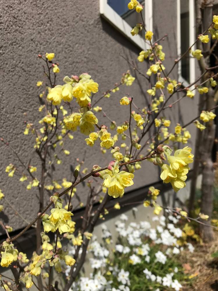 ヒュウガミズキの投稿画像 By Norimmekkoさん 春のお花とお花を楽しむと庭の花と春の庭と春の訪れと黄色い花と庭木と雑木の庭 19月3月22日 Greensnap グリーンスナップ