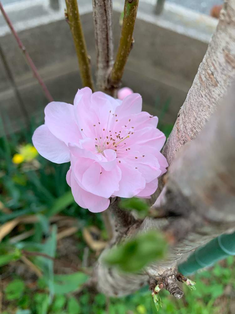 小さな庭の画像 by 淳 こさん | 小さな庭とピンクのと好きなものたちと幸せ色と毎年のながめと大好きだょと今日の この子と花好きさんにとやさしい色たちとみんなに♡をとちょっとひと息