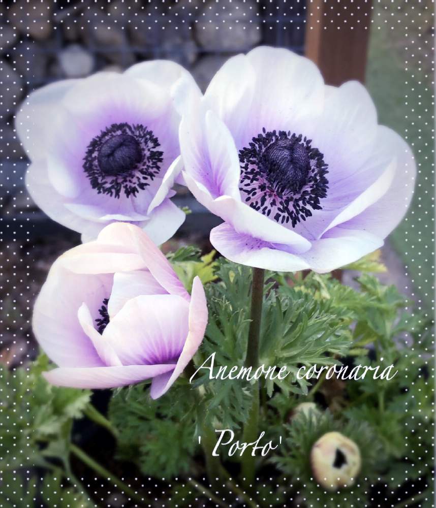 アネモネの投稿画像 By Rikkoさん アネモネ ポルトと蕾ちゃんと北の大地北海道とガーデニングと優しい花色と花のある暮らしと頑張れ えっこと蕾ちゃんと北の大地北海道とガーデニングと優しい花色と花のある暮らしと頑張れ えっこ 19月3月22日 Greensnap