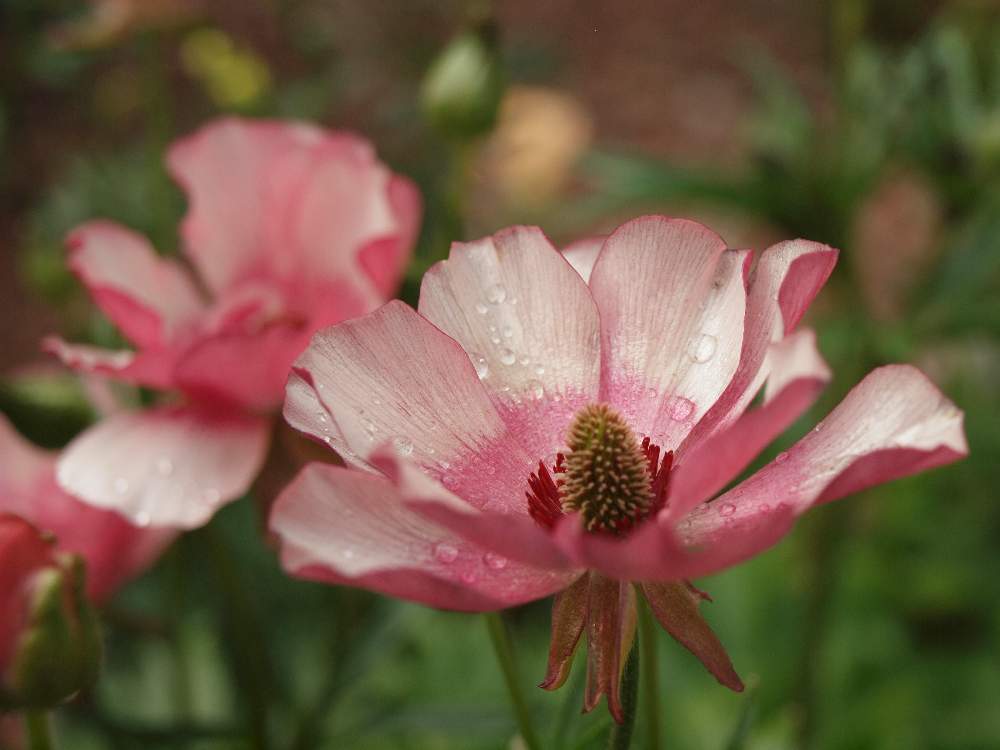 ラナンキュラスの投稿画像 By たまちゃんさん ラナンキュラス ラックスシリーズとラナンキュラス ラックス リキュアとピンクの花と花の15年組とガーデニングと花のある暮らしと球根植物 19月3月22日 Greensnap グリーンスナップ