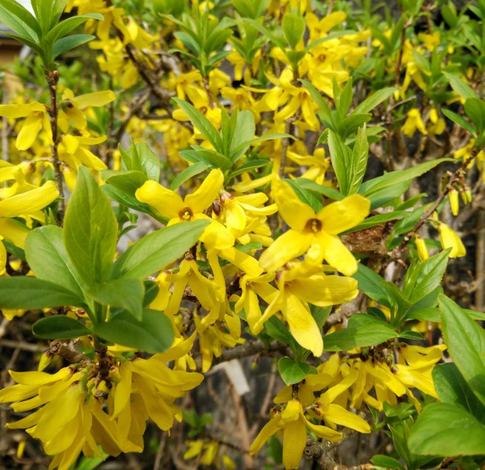 シナレンギョウの投稿画像 By リュウさん チームyellowと黄色と黄色い花と黄色の花と幸せの黄色い花とピロピロ系 2019月3月 22日 Greensnap グリーンスナップ