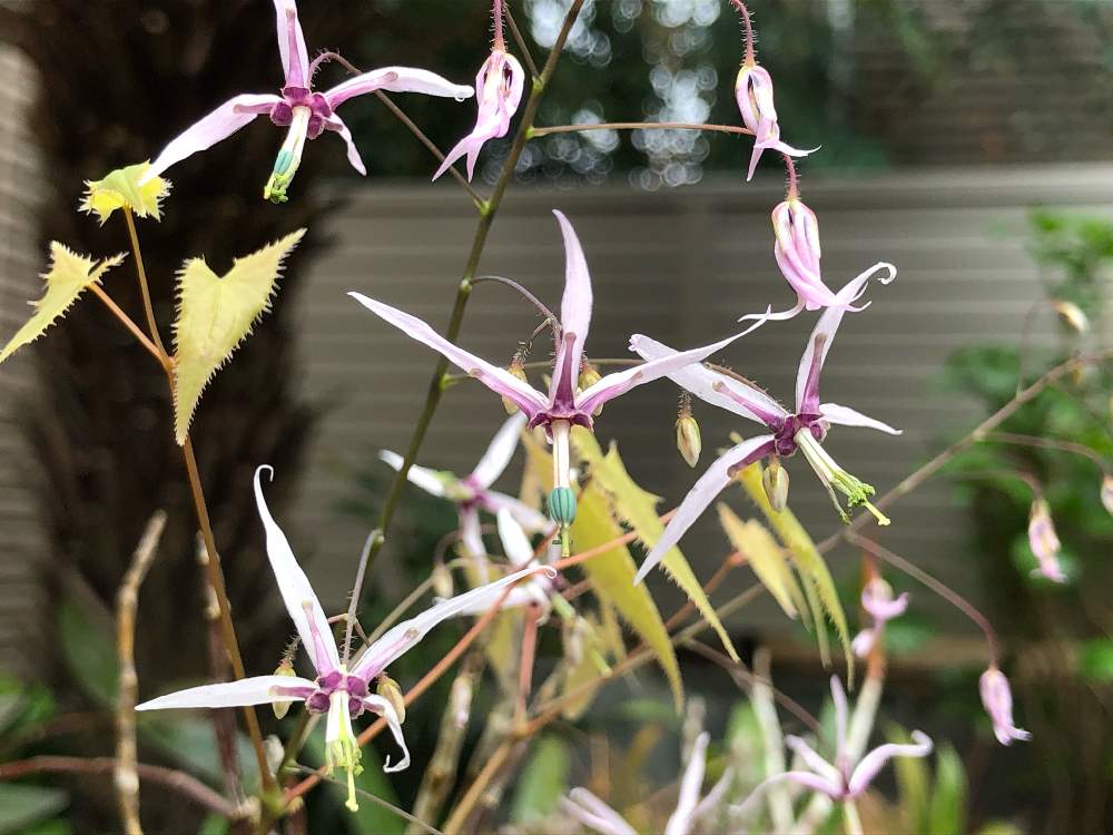 イカリソウ ファンギーの投稿画像 By おとみさんさん 小さな庭とイカリソウ属と山野草と耐寒性宿根草とイカリソウ属と山野草と耐寒性宿根草 19月3月23日 Greensnap グリーンスナップ Greensnap グリーンスナップ