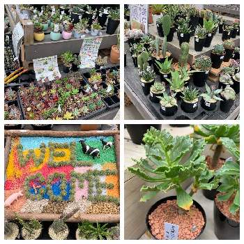 山新グランステージつくばの投稿画像一覧 Greensnap グリーンスナップ