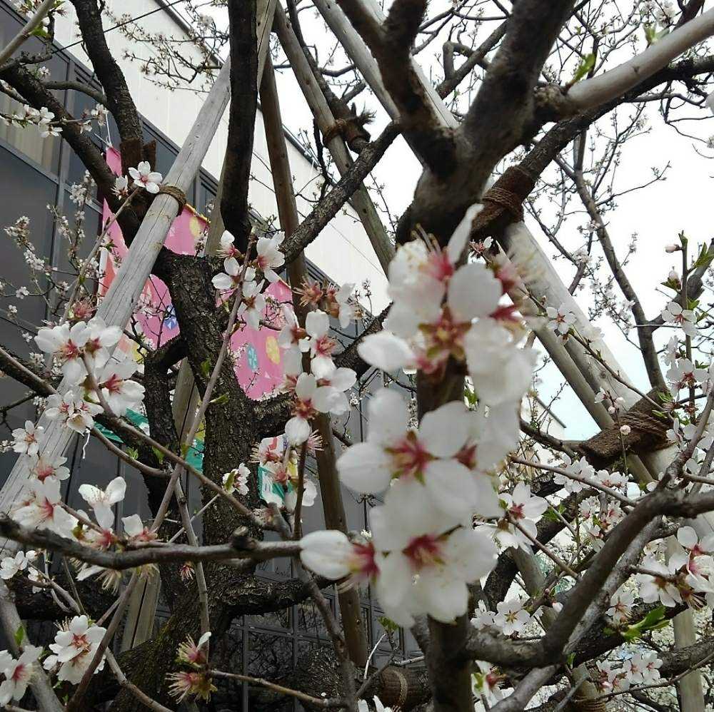 アーモンドフェスティバル 19 Greensnap グリーンスナップ