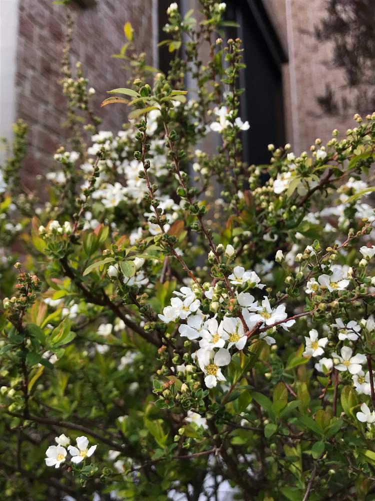 ユキヤナギの投稿画像 By こはるさん 花壇と庭の花木と花のある暮らしと白い花と咲いた 19月3月 23日 Greensnap グリーンスナップ