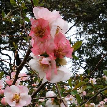 うす桃色の画像 by あおばさくらこさん | お出かけ先とボケと咲いてたと春爛漫とGSとピンクの花とグリーンスナップ❤と花の写真と東京と可愛い花と桃色とGS映えとうす桃色と綺麗なお花と花見と植物観察とお花とお散歩