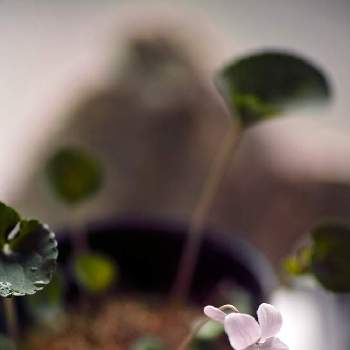 ゲンジスミレの画像 by タカさん | バルコニー/ベランダとゲンジスミレと スミレと小さな花とSIGMA dp3m